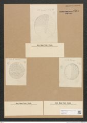 Diatomeae indet. Zeichnungen Sammlung Grunow Nr. 3585 (NHMW-BOT-W0371175)